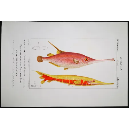 Antique Marine Engraving – Pierre Antoine Prêtre – Snipefish and Pipefish  Centriscus sp.  Engraving by Pierre Antoine Pretre