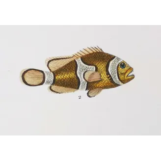 Antique Marine Engraving – Pierre Antoine Prêtre – Clownfish and Reef Fish  Amphiprion sp.  Engraving by Pierre Antoine Pretre