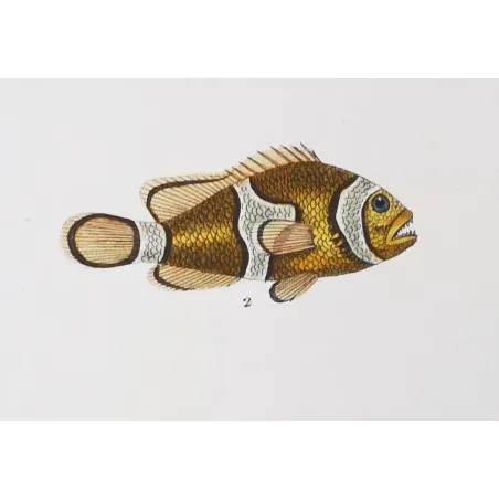 Antique Marine Engraving – Pierre Antoine Prêtre – Clownfish and Reef Fish  Amphiprion sp.  Engraving by Pierre Antoine Pretre