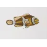 Clownfish and Reef Fish  Amphiprion sp.  Engraving by Pierre Antoine Pretre