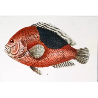 Antique Marine Engraving – Pierre Antoine Prêtre – Clownfish and Reef Fish  Amphiprion sp.  Engraving by Pierre Antoine Pretre