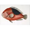 Clownfish and Reef Fish  Amphiprion sp.  Engraving by Pierre Antoine Pretre