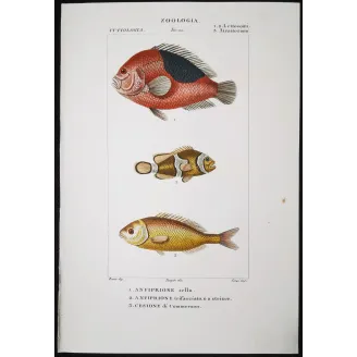 Antique Marine Engraving – Pierre Antoine Prêtre – Clownfish and Reef Fish  Amphiprion sp.  Engraving by Pierre Antoine Pretre