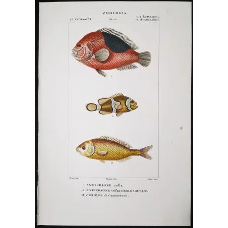 Antique Marine Engraving – Pierre Antoine Prêtre – Clownfish and Reef Fish  Amphiprion sp.  Engraving by Pierre Antoine Pretre