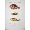 Clownfish and Reef Fish  Amphiprion sp.  Engraving by Pierre Antoine Pretre