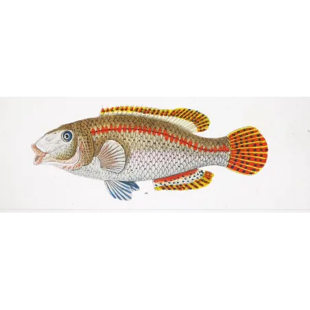 Antique Marine Engraving – Pierre Antoine Prêtre – Peacock Wrasse and Boga  Labrus pavo  Engraving by Pierre Antoine Pretre