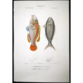 Antique Marine Engraving – Pierre Antoine Prêtre – Peacock Wrasse and Boga  Labrus pavo  Engraving by Pierre Antoine Pretre