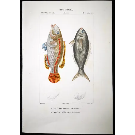 Antique Marine Engraving – Pierre Antoine Prêtre – Peacock Wrasse and Boga  Labrus pavo  Engraving by Pierre Antoine Pretre