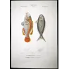 Peacock Wrasse and Boga  Labrus pavo  Engraving by Pierre Antoine Pretre