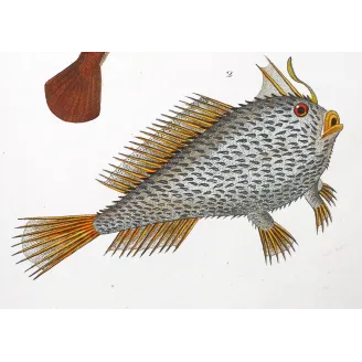 Antique Marine Engraving – Pierre Antoine Prêtre – Anglerfish and Spiny Chironette  Lophius sp.  Antique Print by Pierre Antoi