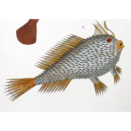 Antique Marine Engraving – Pierre Antoine Prêtre – Anglerfish and Spiny Chironette  Lophius sp.  Antique Print by Pierre Antoi