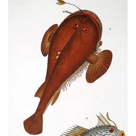 Antique Marine Engraving – Pierre Antoine Prêtre – Anglerfish and Spiny Chironette  Lophius sp.  Antique Print by Pierre Antoi