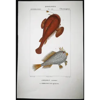 Antique Marine Engraving – Pierre Antoine Prêtre – Anglerfish and Spiny Chironette  Lophius sp.  Antique Print by Pierre Antoi