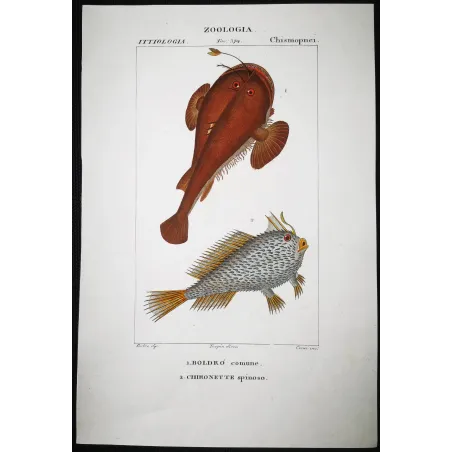 Antique Marine Engraving – Pierre Antoine Prêtre – Anglerfish and Spiny Chironette  Lophius sp.  Antique Print by Pierre Antoi