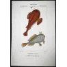 Anglerfish and Spiny Chironette  Lophius sp.  Antique Print by Pierre Antoine Pretre