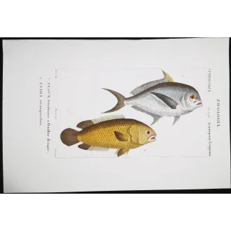 Antique Marine Engraving – Pierre Antoine Prêtre – Sea Swallow and Anaba  Anaba sp.  Engraving by Pierre Antoine Pretre