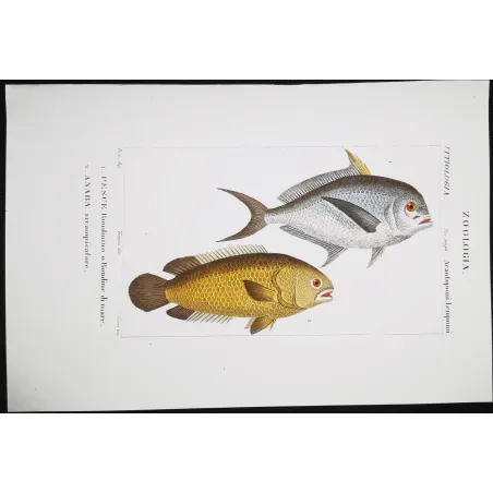 Antique Marine Engraving – Pierre Antoine Prêtre – Sea Swallow and Anaba  Anaba sp.  Engraving by Pierre Antoine Pretre