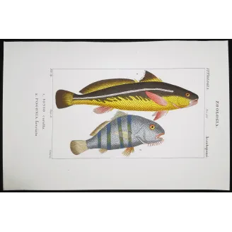 Antique Marine Engraving – Pierre Antoine Prêtre – Ionius and Pogonia  Pogonia sp.  Engraving by Pierre Antoine Pretre