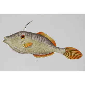Antique Marine Engraving – Pierre Antoine Prêtre – Filefish and American Triggerfish  Monacanthus sp.  Engraving by Pierre Ant