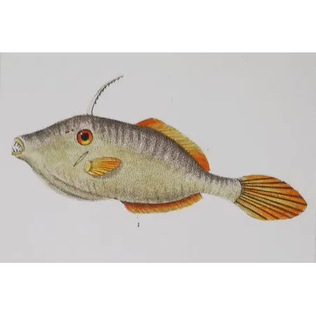 Antique Marine Engraving – Pierre Antoine Prêtre – Filefish and American Triggerfish  Monacanthus sp.  Engraving by Pierre Ant