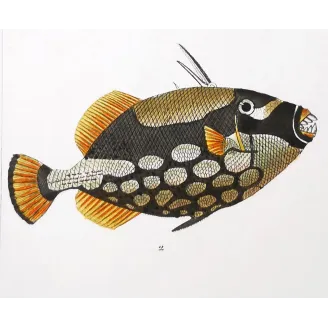 Antique Marine Engraving – Pierre Antoine Prêtre – Filefish and American Triggerfish  Monacanthus sp.  Engraving by Pierre Ant