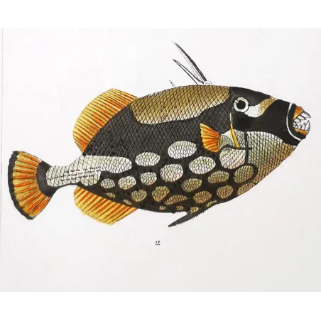 Antique Marine Engraving – Pierre Antoine Prêtre – Filefish and American Triggerfish  Monacanthus sp.  Engraving by Pierre Ant