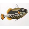 Filefish and American Triggerfish  Monacanthus sp.  Engraving by Pierre Antoine Pretre