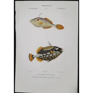 Antique Marine Engraving – Pierre Antoine Prêtre – Filefish and American Triggerfish  Monacanthus sp.  Engraving by Pierre Ant