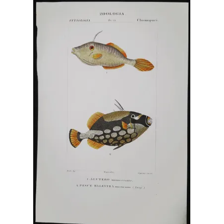 Antique Marine Engraving – Pierre Antoine Prêtre – Filefish and American Triggerfish  Monacanthus sp.  Engraving by Pierre Ant