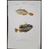 Filefish and American Triggerfish  Monacanthus sp.  Engraving by Pierre Antoine Pretre