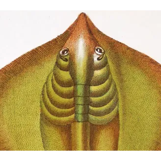 Antique Marine Engraving – Pierre Antoine Prêtre – Common Stingray  Dasyatis pastinaca  Engraving by Pierre Antoine Pretre