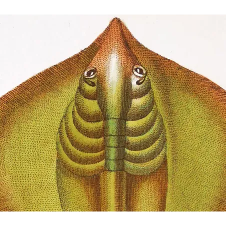 Antique Marine Engraving – Pierre Antoine Prêtre – Common Stingray  Dasyatis pastinaca  Engraving by Pierre Antoine Pretre