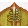 Common Stingray  Dasyatis pastinaca  Engraving by Pierre Antoine Pretre