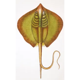 Antique Marine Engraving – Pierre Antoine Prêtre – Common Stingray  Dasyatis pastinaca  Engraving by Pierre Antoine Pretre