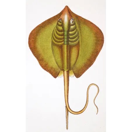Antique Marine Engraving – Pierre Antoine Prêtre – Common Stingray  Dasyatis pastinaca  Engraving by Pierre Antoine Pretre