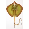 Common Stingray  Dasyatis pastinaca  Engraving by Pierre Antoine Pretre