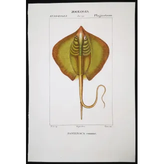 Antique Marine Engraving – Pierre Antoine Prêtre – Common Stingray  Dasyatis pastinaca  Engraving by Pierre Antoine Pretre