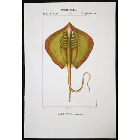 Antique Marine Engraving – Pierre Antoine Prêtre – Common Stingray  Dasyatis pastinaca  Engraving by Pierre Antoine Pretre