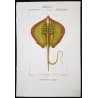 Common Stingray  Dasyatis pastinaca  Engraving by Pierre Antoine Pretre