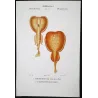 Torpedo Rays  Torpedo sp.  Antique Print by Pierre Antoine Pretre