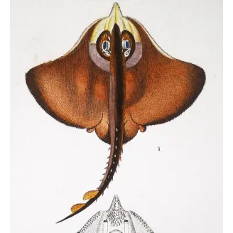 Antique Marine Engraving – Pierre Antoine Prêtre – Brown Ray