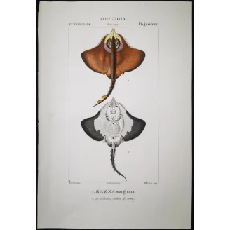 Antique Marine Engraving – Pierre Antoine Prêtre – Brown Ray