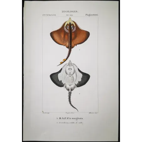 Antique Marine Engraving – Pierre Antoine Prêtre – Brown Ray