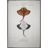 Brown Ray (Raja marginata)  Original hand-colored engraving by Pierre Antoine Prêtre, Antique Print