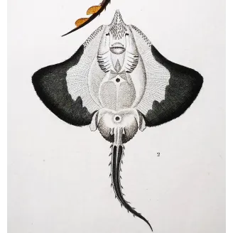 Antique Marine Engraving – Pierre Antoine Prêtre – Brown Ray