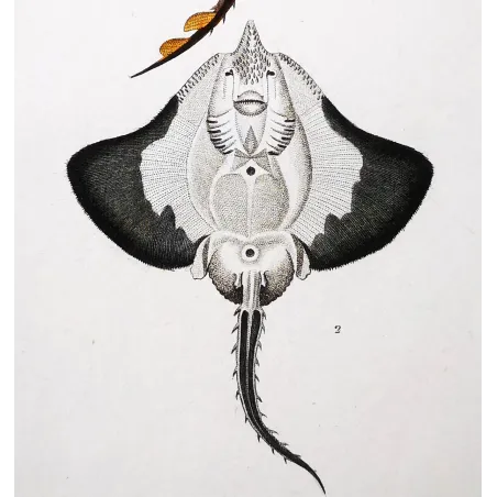 Antique Marine Engraving – Pierre Antoine Prêtre – Brown Ray