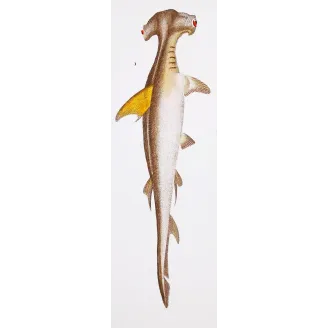 Antique Marine Engraving – Pierre Antoine Prêtre – Hammerhead Shark and Smoothhound