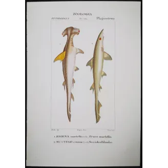Antique Marine Engraving – Pierre Antoine Prêtre – Hammerhead Shark and Smoothhound