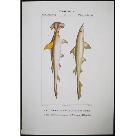 Antique Marine Engraving – Pierre Antoine Prêtre – Hammerhead Shark and Smoothhound