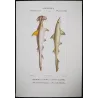 Hammerhead Shark and Smoothhound (Sphyrna zygaena, Mustelus mustelus)   Original hand-colored Antique Print  Prêtre